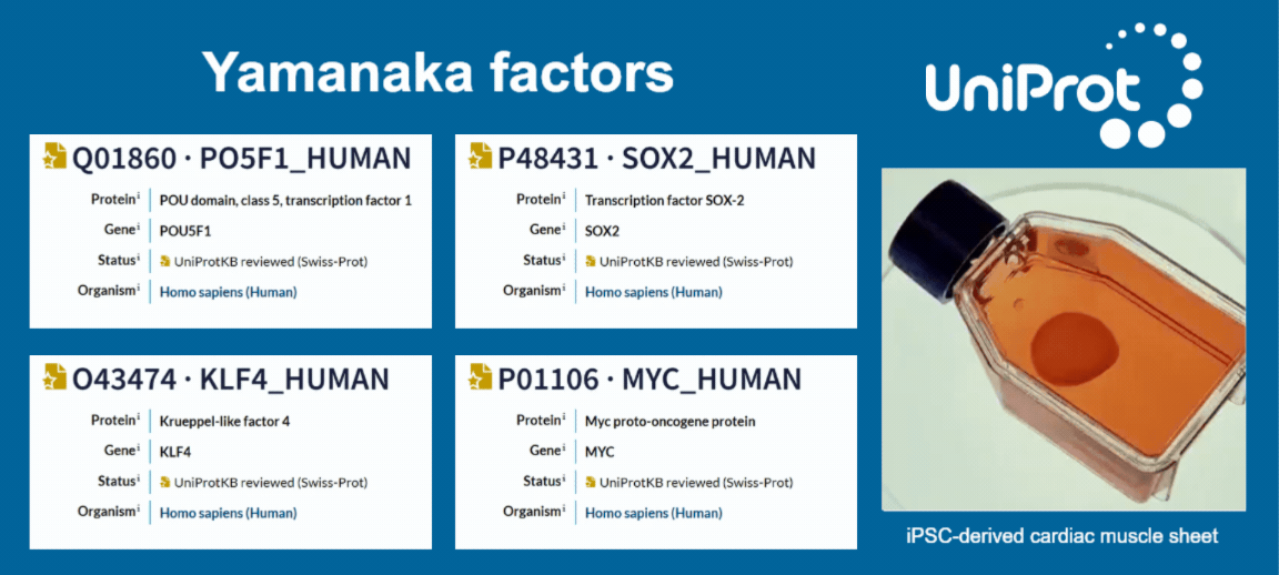 Yamanaka factors