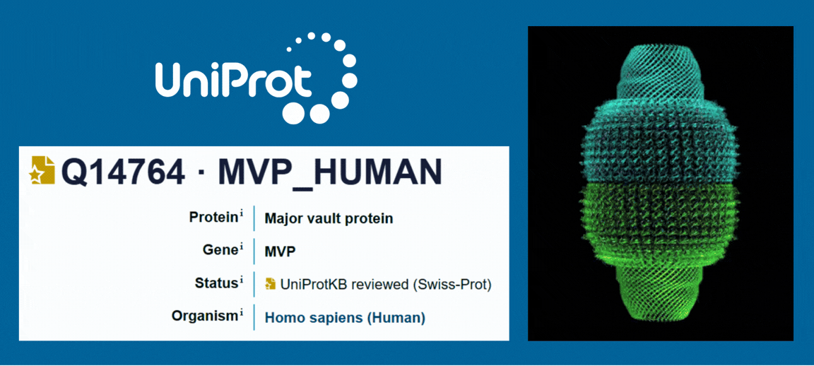 Major Vault Protein